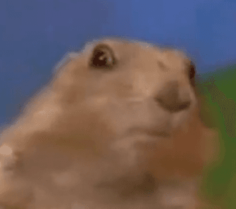 Dramatic chipmunk youtube reference meme. Not an actual chipmunk, but a marmot. Photo credit: the anon meme-maker. A legend.