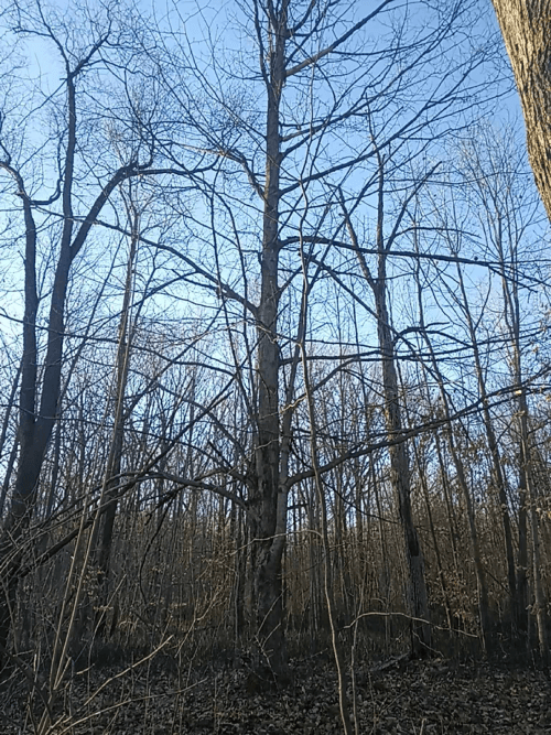 A tall tree
